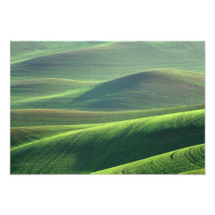 Wheat springs up in the hills of the Palouse Photo Print