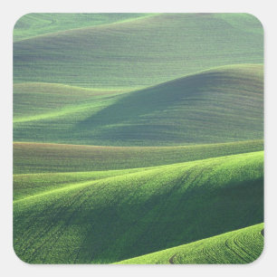 Wheat springs up in the hills of the Palouse Square Sticker