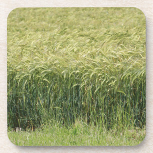 Wheat - Tasty! Coaster