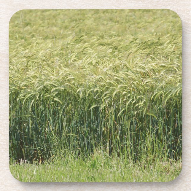 Wheat - Tasty! Coaster (Front)