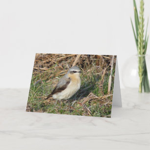 "Wheatear" Card