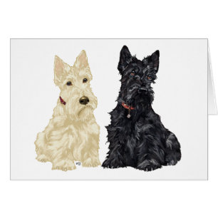 Wheaten and Black Scottish Terriers