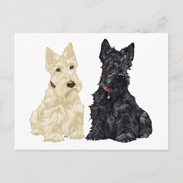 Wheaten and Black Scottish Terriers Postcard (Front)