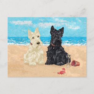 Wheaten & Black Scotties at the Beach Postcard