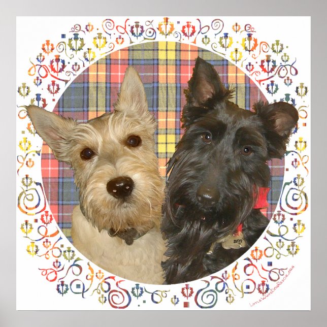 Wheaten & Black Scotties on Tartan Poster (Front)