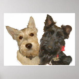 Wheaten & Black Scottish Terriers Poster