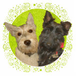 Wheaten & Black Scottish Terriers Standing Photo Sculpture<br><div class="desc">Each of the designs is available on all of the Zazzle products.  Please scroll to Transfer This Design on this product's page and choose your favourite product.  You may customise your choice with our Text Tool,  as well.  There are many marvellous Fonts to choose from.  Thank you!</div>