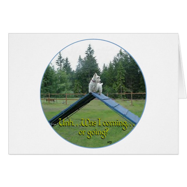 Wheaten Scottie Agility (Front Horizontal)