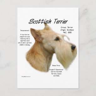 Wheaten Scottie History Postcard