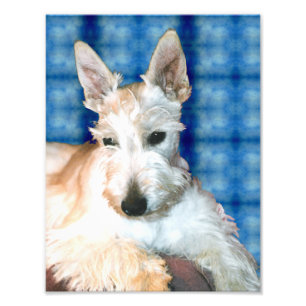 Wheaten Scottie Photo Print