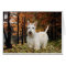 Wheaten Scottish Terrier Autumn