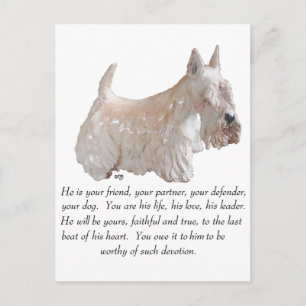Wheaten Scottish Terrier - MALE Dog Postcard