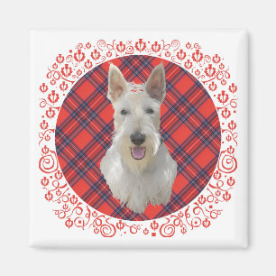 Wheaten Scottish Terrier on Tartan Magnet