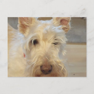 Wheaten Scottish Terrier Postcard