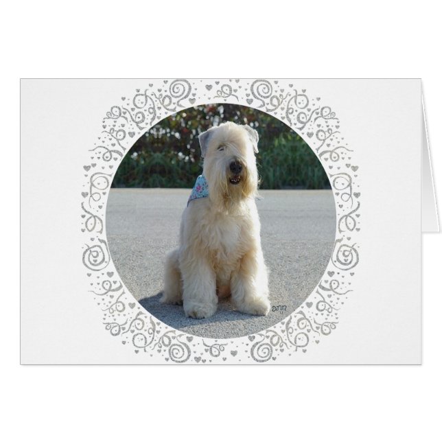 Wheaten Terrier (Front Horizontal)