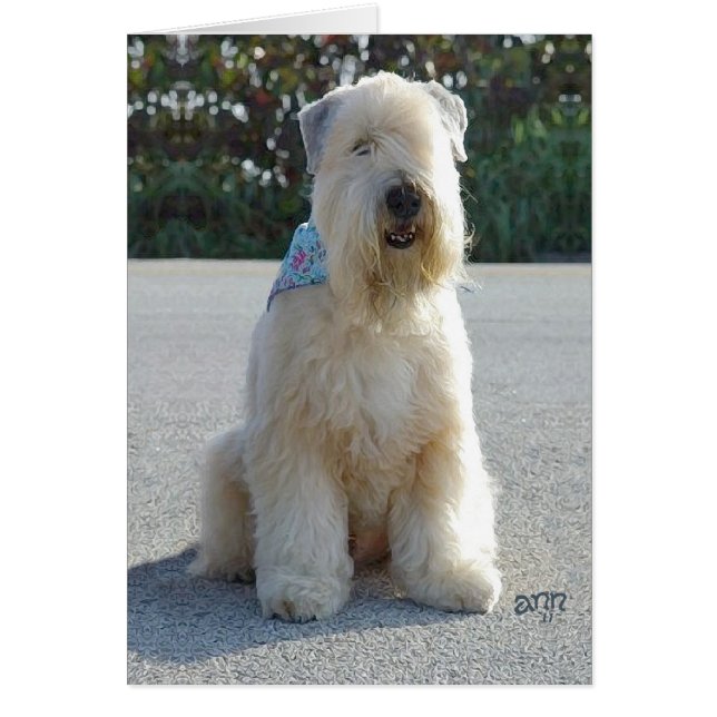 Wheaten Terrier (Front)