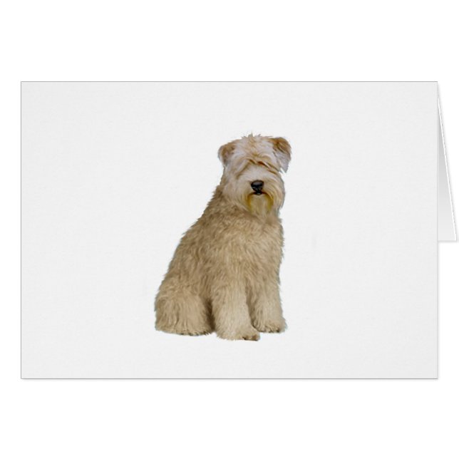 Wheaten Terrier (B)  (sit) (Front Horizontal)