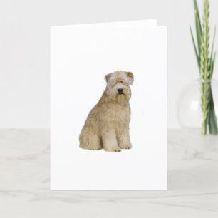 Wheaten Terrier (B)  (sit) Card