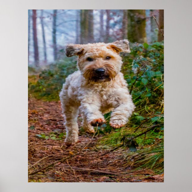 Wheaten Terrier Dog. Poster (Front)