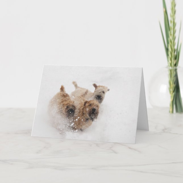 Wheaten Terriers running in snow Holiday Card (Front)