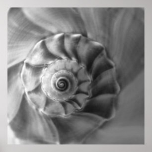 Whelk Poster