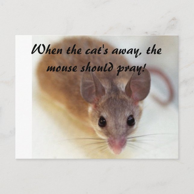 When the cat's away... postcard (Front)