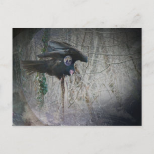 When Vulture Closes His Wings Postcard