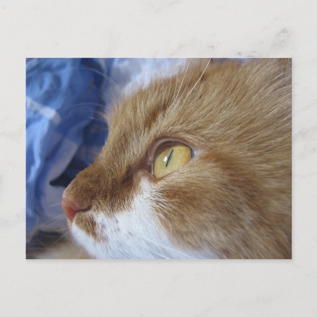 Where Are You Looking At? Postcard (Front)