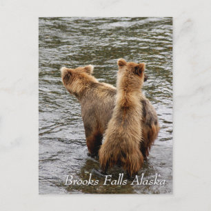 Where do you see mum, Brooks Falls Alaska Postcard