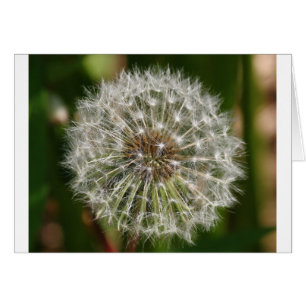 Where Ever the Wind Blows