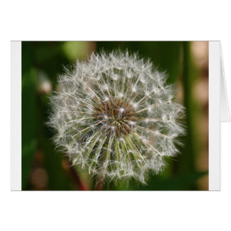Where Ever the Wind Blows