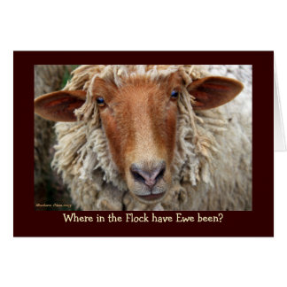 Where in the Flock have Ewe been?