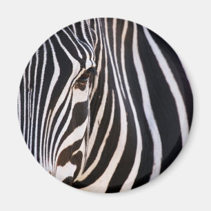 Where Is The Zebra? Magnet