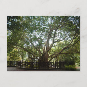 Where Life Begins Postcard