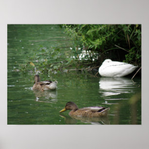 Where Sleeping Ducks Lie Print