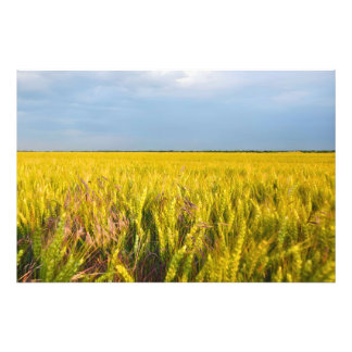 Where the Wheat Dances with the Wind - Wild Nature Photo Print