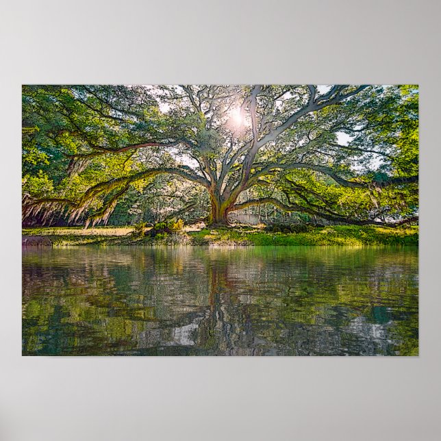 Where The Willow Tree Grows Poster (Front)