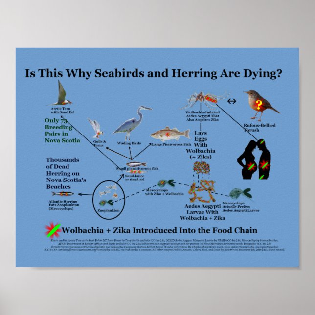 Where Wolbachia Enters Food Chain by RoseWrites Poster (Front)