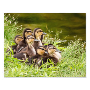Where's Mum? Photo Print