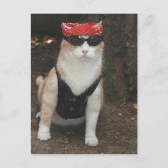 Where's my hog? postcard (Front)