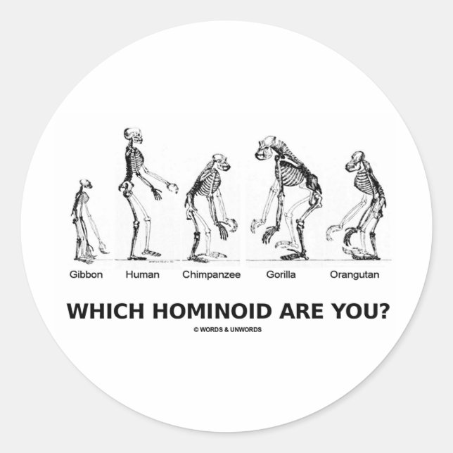 Which Hominoid Are You? (Hominid Skeletons) Classic Round Sticker (Front)