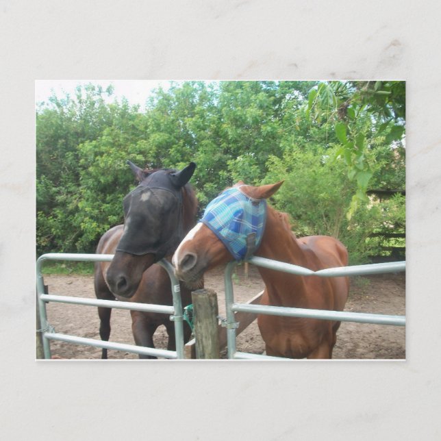 Which way did he go? postcard (Front)