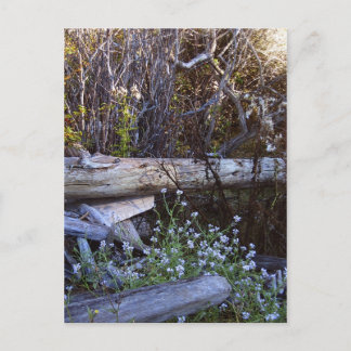 Whidbey Island 1 Postcard