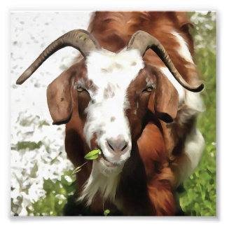Whimsical Artistic Portrait Of A Goat Grazing Photo Print