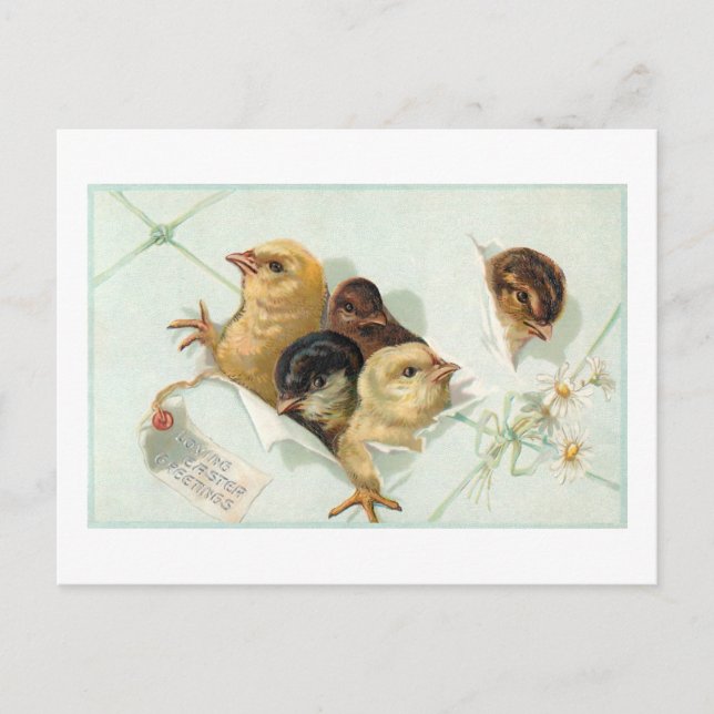 Whimsical Easter Chicks with Daisies and Greeting Postcard (Front)