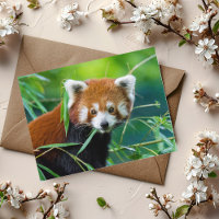 Whimsical Gaze - The Red Panda