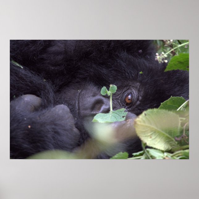 Whimsical Gorilla Poster (Front)