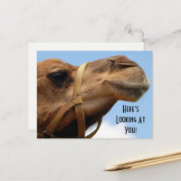 Whimsical "Here's Looking At You" Camel Greeting