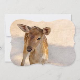 Whimsical Woodland Deer Photography