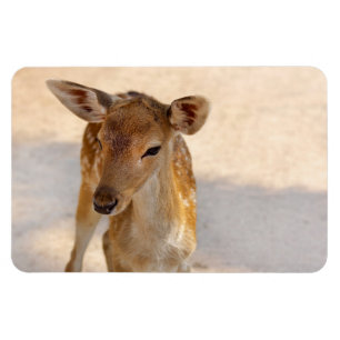 Whimsical Woodland Deer Photography Magnet